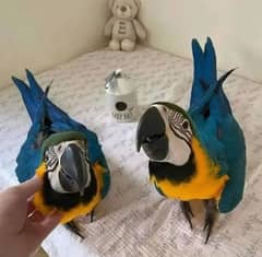 blue macaw parrot chips for sale 0335*488*79*32