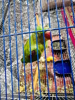 Raw parrot hai male bacha hai 3 months ka sir par thori si chot lagi