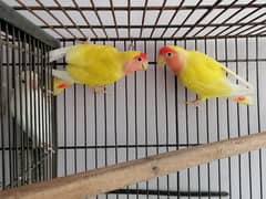 common lutino lovebird