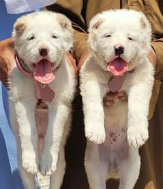 Security dogs alabai pair 2 months for sale 0