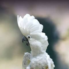 Umbrella Cockatoo