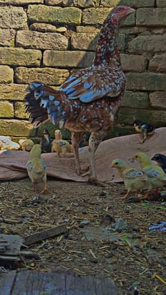 Aseel murgi with 11 chicks