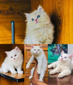 punch face triple Cote kitten cat male feamle