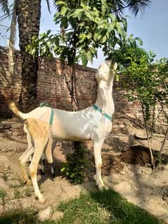 Rajanpuri goat | Rajanpuri | bakri for sale