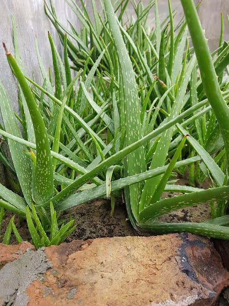 Aloe Vera Plant 3