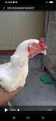 pure aseel  Heera chicks for sale