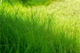 Fresh Grass For Animals Live Stock available