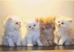 High quality persian kittens looking for new home