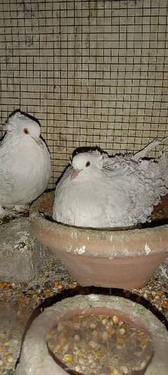 breeder pigeons pair for sale