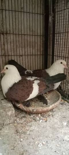 karblai breeder pair for sale