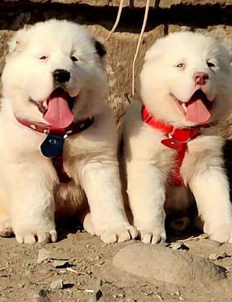 Alabai dog | King Alabai pair | security dog for sale | Alabai Breed 0