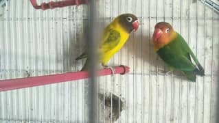 love birds pair