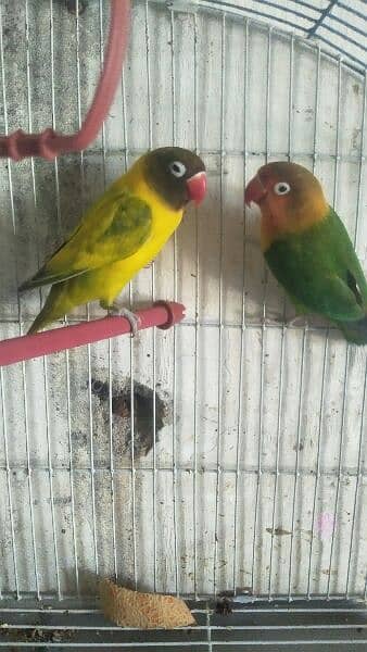 love birds pair 1