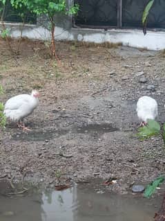 Teetrian guinea fowl for sale