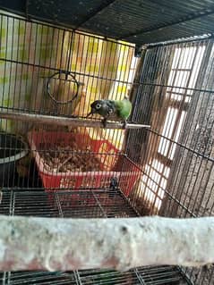 Green cheek con our fertile male for sale with DNA