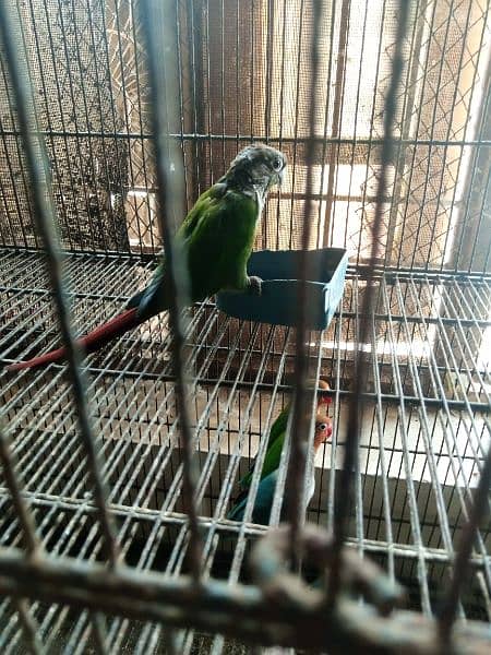 Green cheek con our fertile male for sale with DNA 1