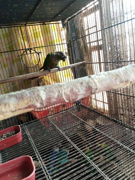 Green cheek con our fertile male for sale with DNA 2