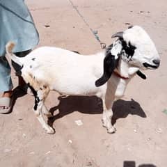 Bakra