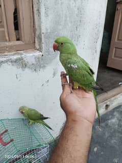 green parrot pair