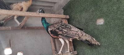 Peacock Triset For Sale 1 Male and 2 Female