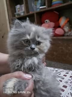 grey female kitten with heavy fur