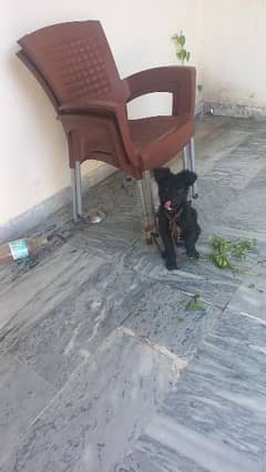 2 months old black Belgian Shepherd for sale