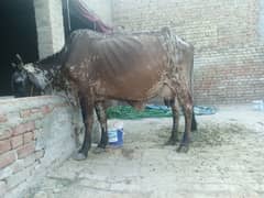 Cow for sale