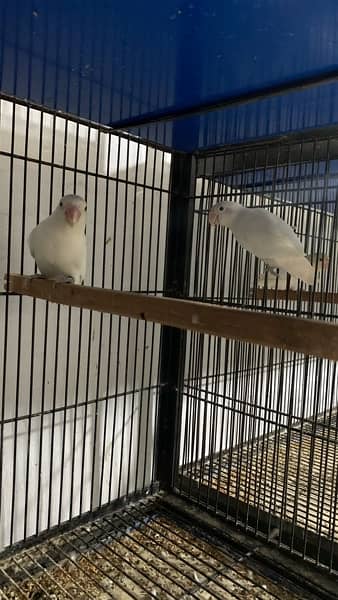 love birds|Albino red eye|Decino|Creamino|parrots|black eye/Pale/cages 4