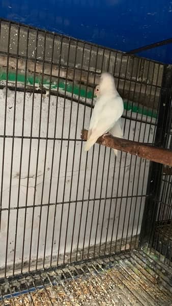 love birds|Albino red eye|Decino|Creamino|parrots|black eye/Pale/cages 6