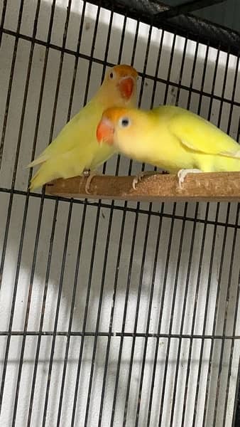 love birds|Albino red eye|Decino|Creamino|parrots|black eye/Pale/cages 8