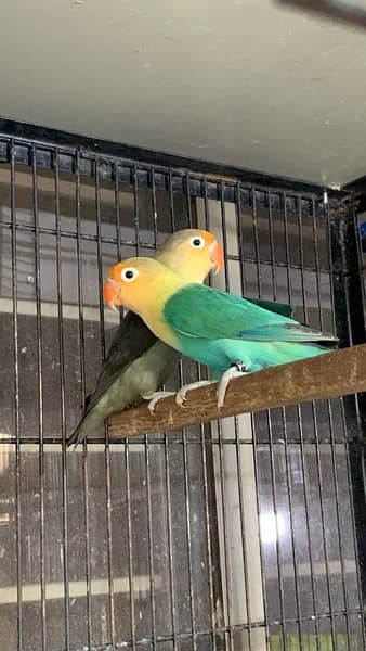 love birds|Albino red eye|Decino|Creamino|parrots|black eye/Pale/cages 10