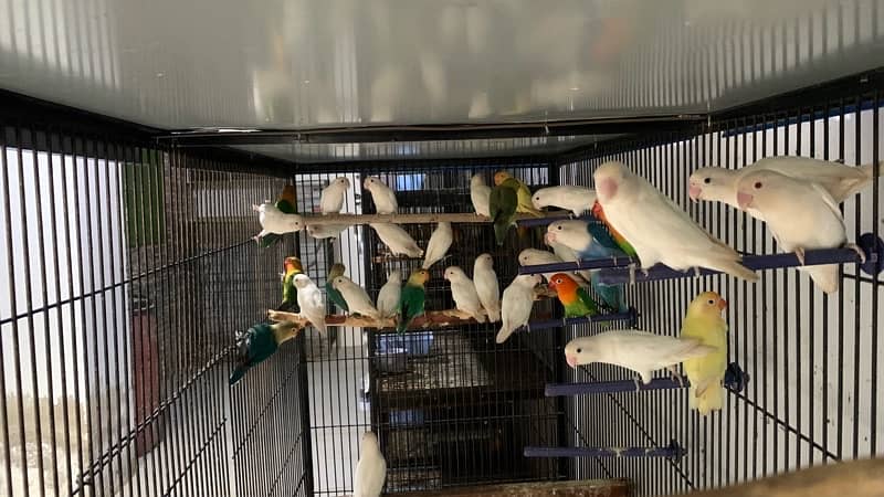 love birds|Albino red eye|Decino|Creamino|parrots|black eye/Pale/cages 11