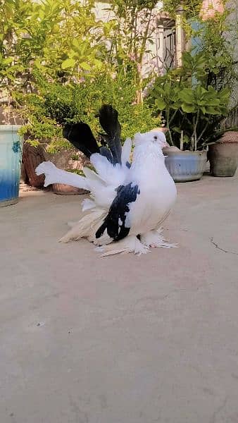 Heavy size black Saddle Young Breeder Pair Ready to Breed 1