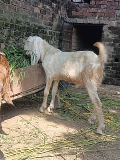 pure white bakra