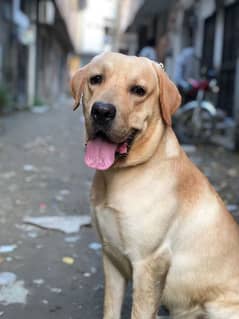 labrador pedigree male avaliable heavy bone structure