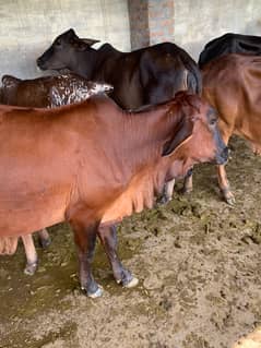 Bulls | cholistani cow | bachra | sahiwal | cross breed cow | female c