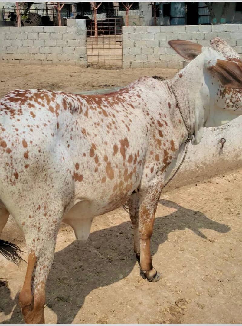 Bulls | cholistani cow | bachra | sahiwal | cross breed cow | female 6