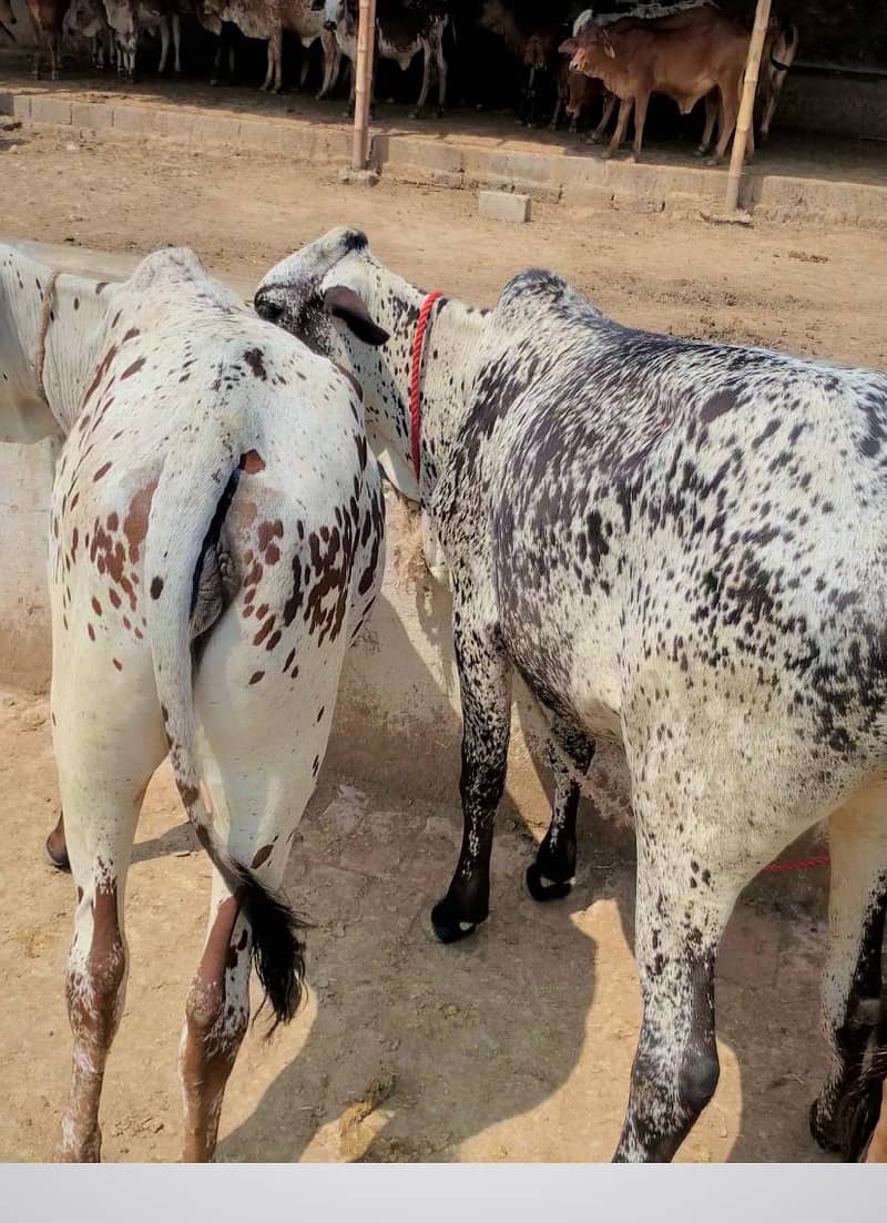 Bulls | cholistani cow | bachra | sahiwal | cross breed cow | female 3