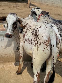 Bulls | cholistani cow | bachra | sahiwal | cross breed cow | female