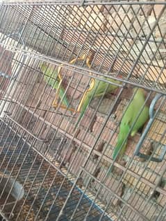 3 parrots with cadge