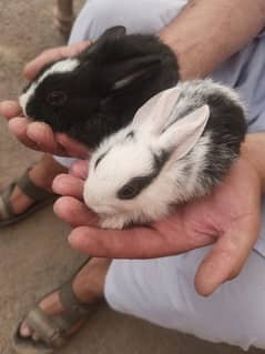 white, black. brown mix colours