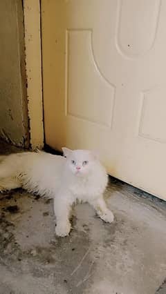 White cat male punch face