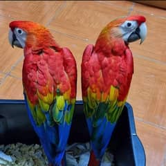 red macaw chicks