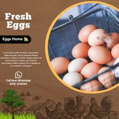 Fresh Eggs