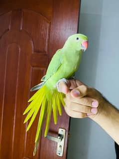 Parrot