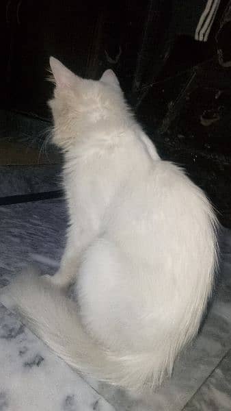 persion cat breeder female with2 kittens male female for sale 3