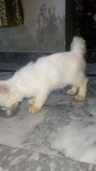 persion cat breeder female with2 kittens male female for sale 4