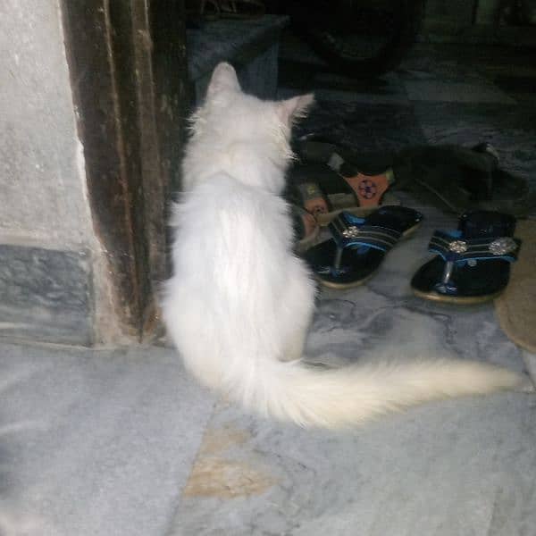 persion cat breeder female with2 kittens male female for sale 5