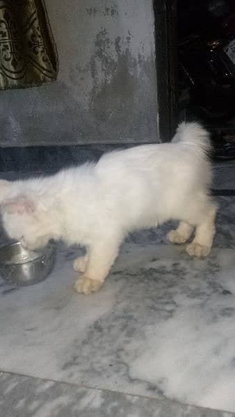 persion cat breeder female with2 kittens male female for sale 6