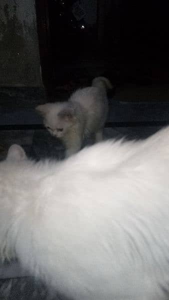 persion cat breeder female with2 kittens male female for sale 7